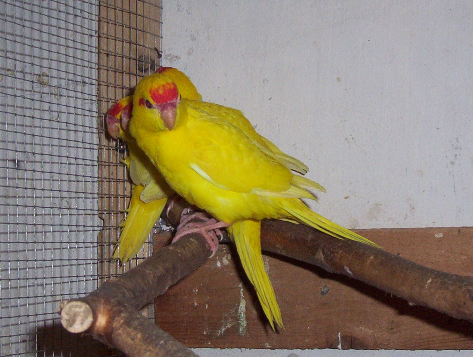 Kakariky